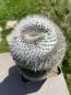 Preview: Mammillaria hahniana
